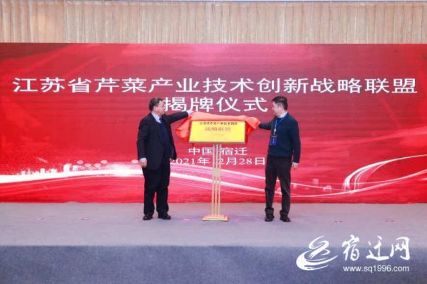 一棵菜“种”出一条“链” 宿迁农民以“芹”致富路更宽