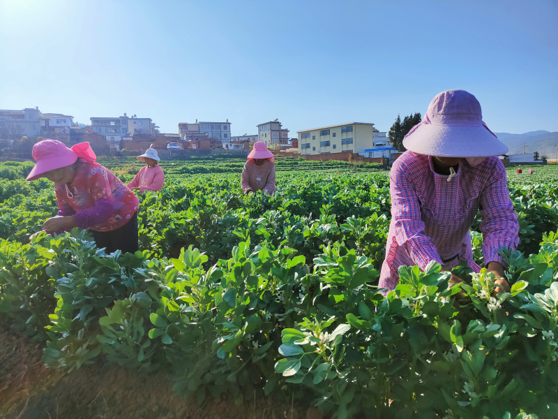 牟定：人勤春来早 万亩大粒蚕豆促农增收