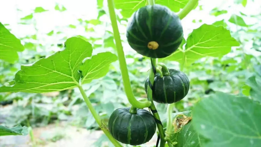 致富经南瓜种殖_致富南瓜殖种视频_南瓜高产种植技术视频