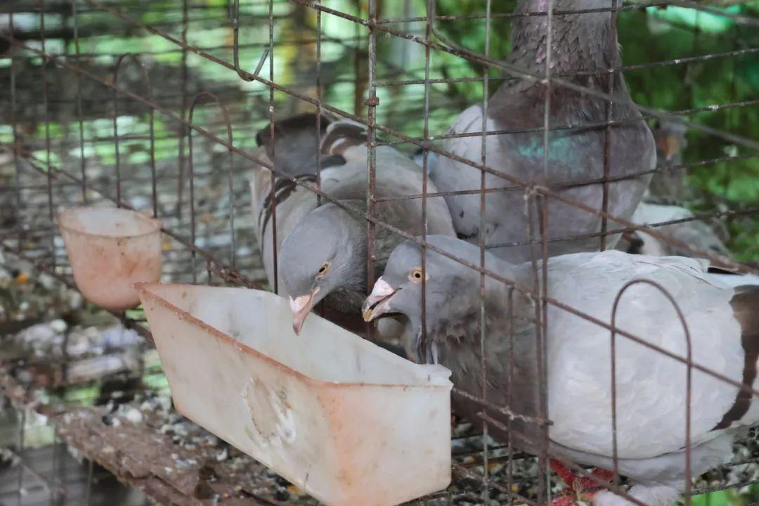 鸽子致富经_致富经蛋鸽养殖视频_致富经浙江鸽子蛋