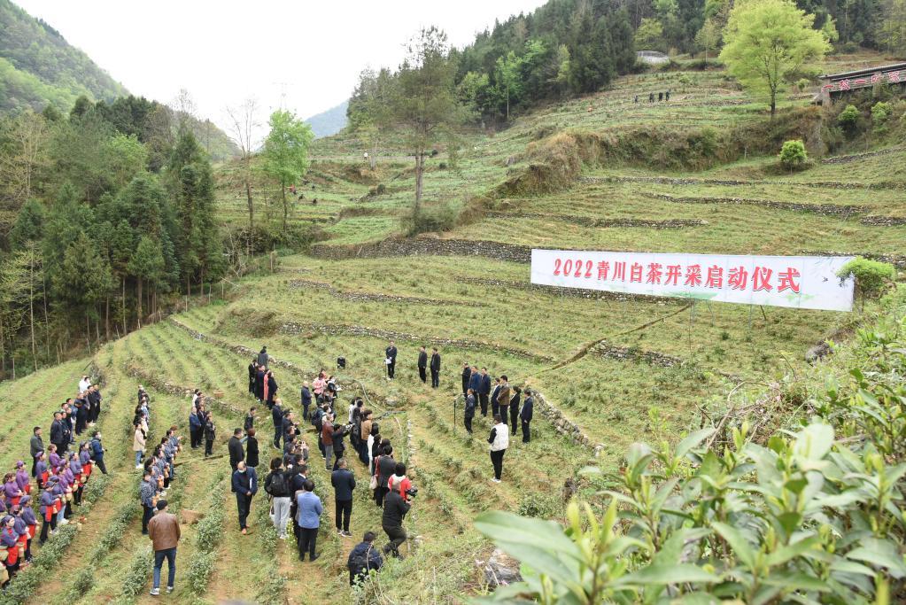 视频致富种植白茶是骗局吗_视频致富种植白茶是真的吗_白茶种植致富视频