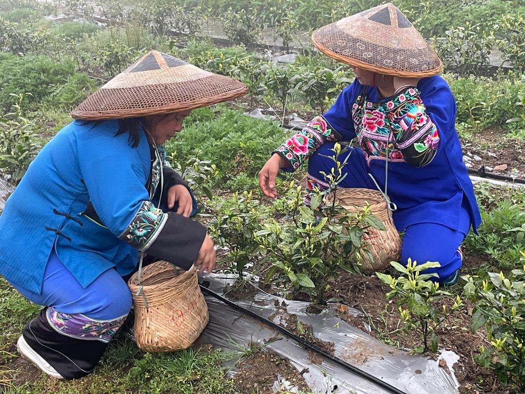 白茶种植致富视频_视频致富种植白茶是真的吗_视频致富种植白茶是骗局吗