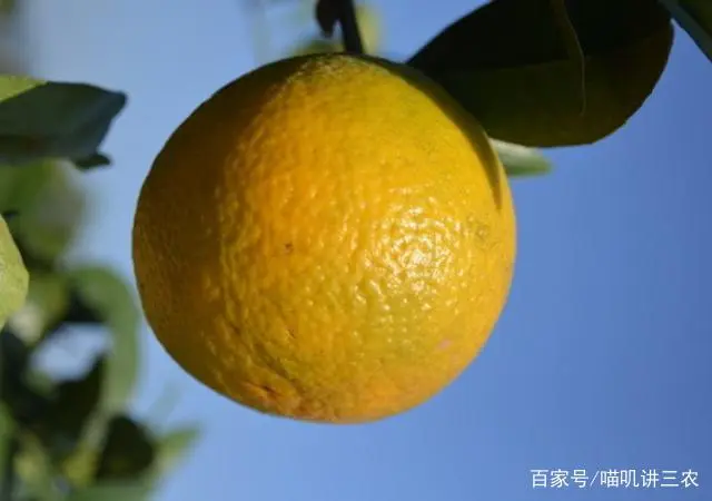 橙子种植技术与管理_橙子种植技术管理视频_橙子怎么种植技术