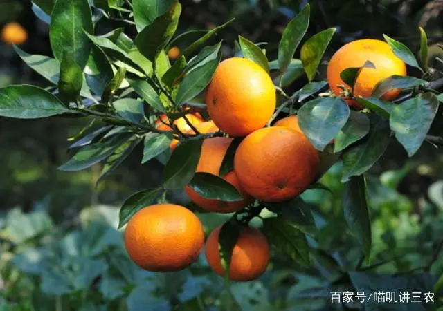 橙子怎么种植技术_橙子种植技术与管理_橙子种植技术管理视频