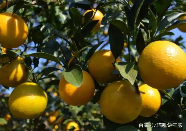 橙子种植技术管理视频_橙子怎么种植技术_橙子种植技术与管理