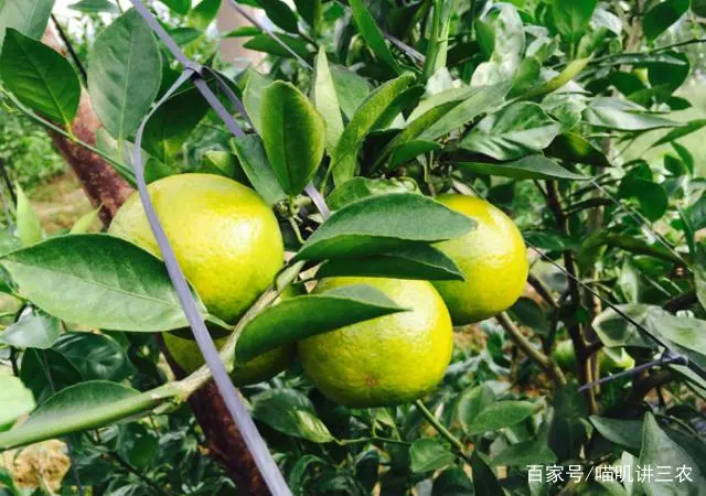 橙子种植技术与管理_橙子怎么种植技术_橙子种植技术管理视频