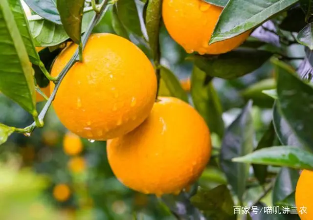 橙子怎么种植技术_橙子种植技术管理视频_橙子种植技术与管理