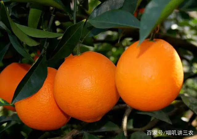 橙子怎么种植技术_橙子种植技术管理视频_橙子种植技术与管理