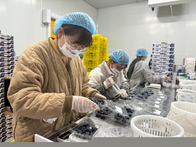 蓝莓致富经_种植蓝莓赚钱吗_蓝莓种植致富案例