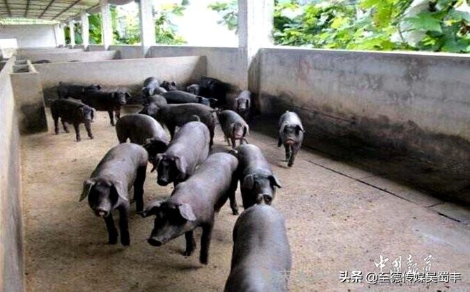 重庆养殖致富黑猪_重庆黑猪养殖场_重庆涪陵养黑猪致富经视频