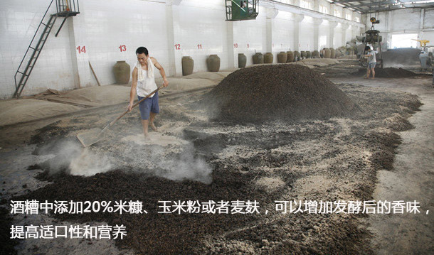 酒糟养殖致富方法_酒糟养殖什么最好_致富养殖酒糟方法有哪些