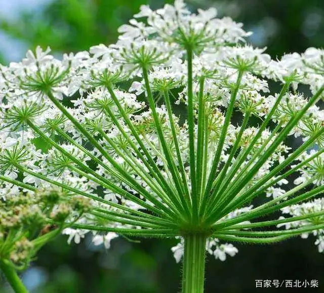 种植独活的经济效益_独活高产种植技术_独活种植致富