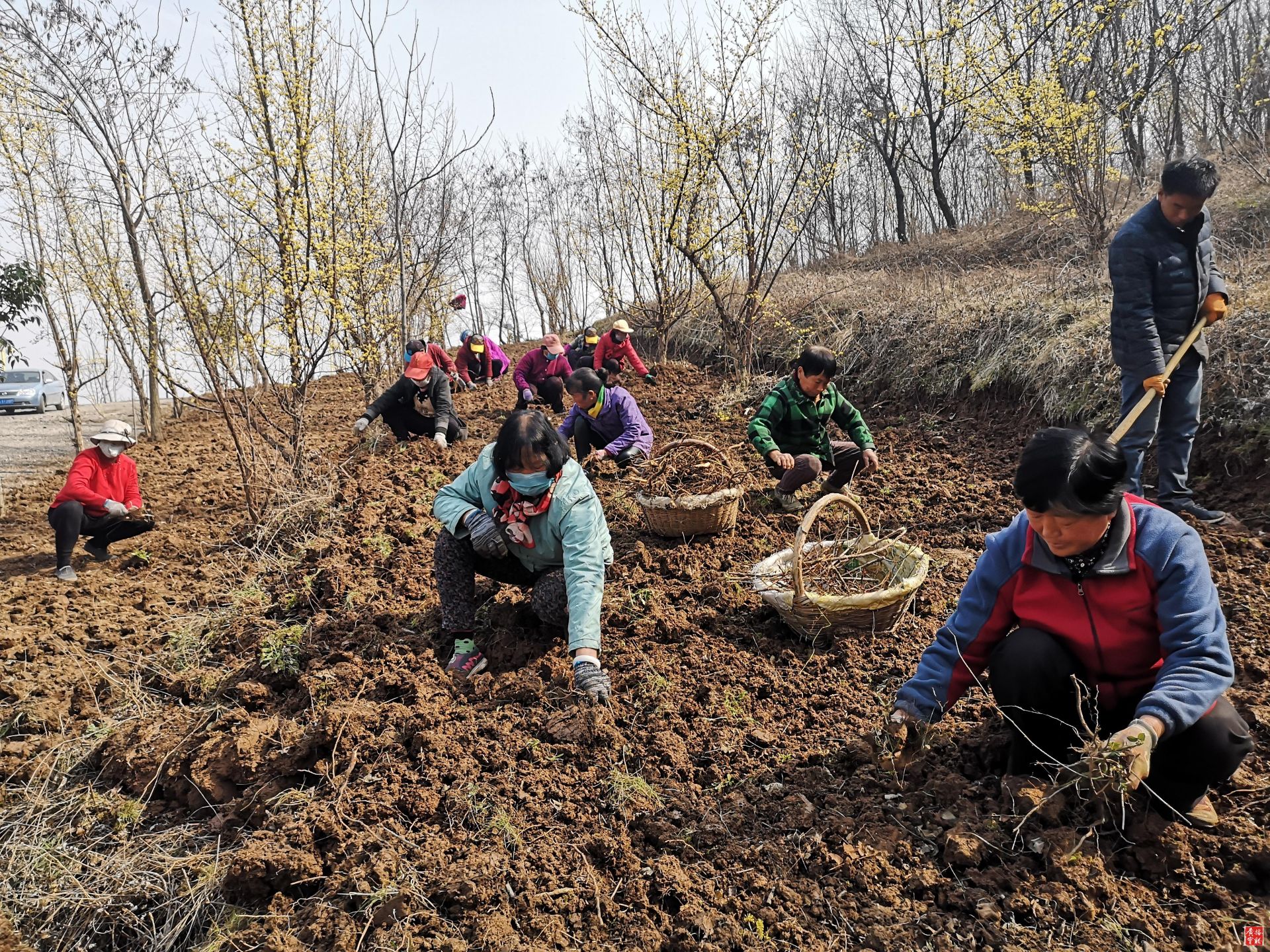 种植党参的药效怎么样_党参种植技术及亩量_党参种植亩产量及效益