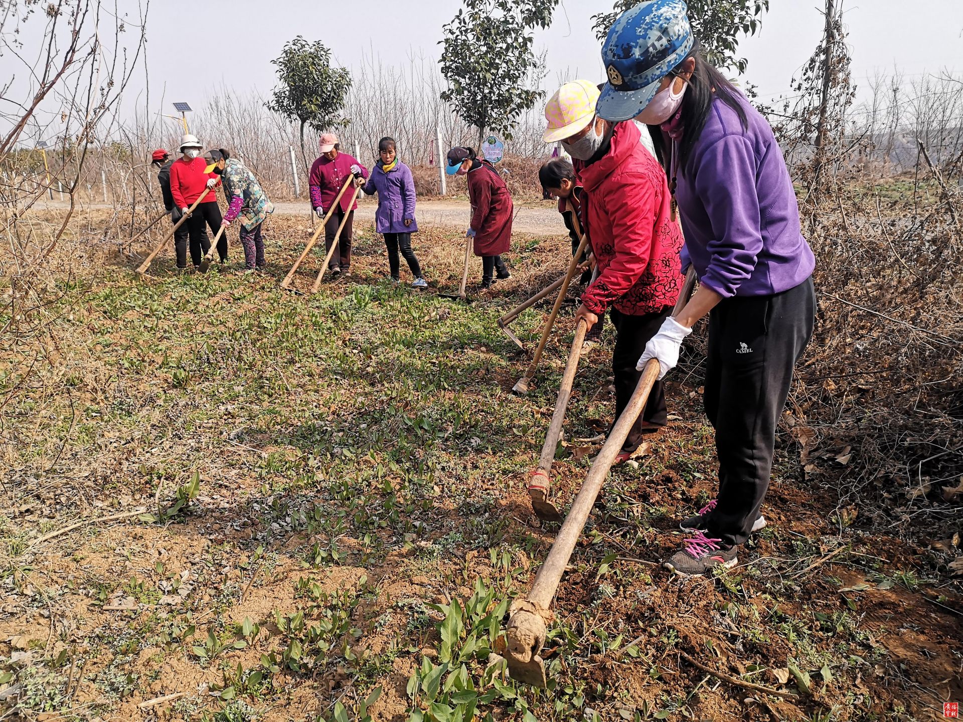 党参种植技术及亩量_党参种植亩产量及效益_种植党参的药效怎么样