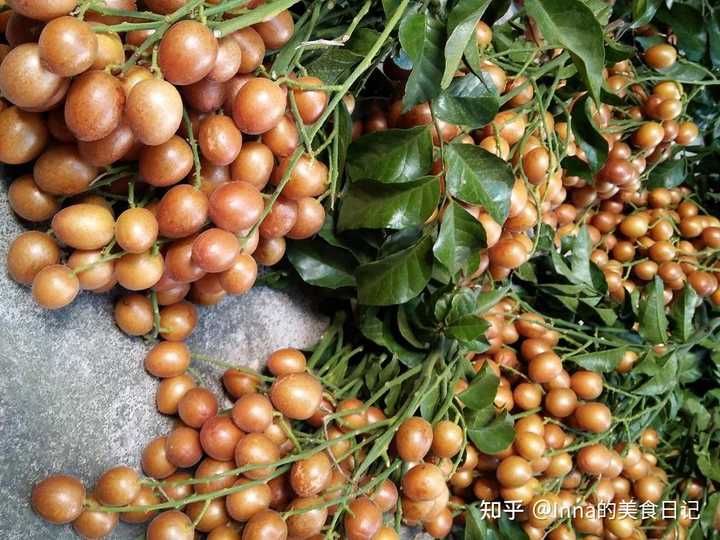 诺尼果怎么吃_诺丽果树种植_诺尼果的种植技术