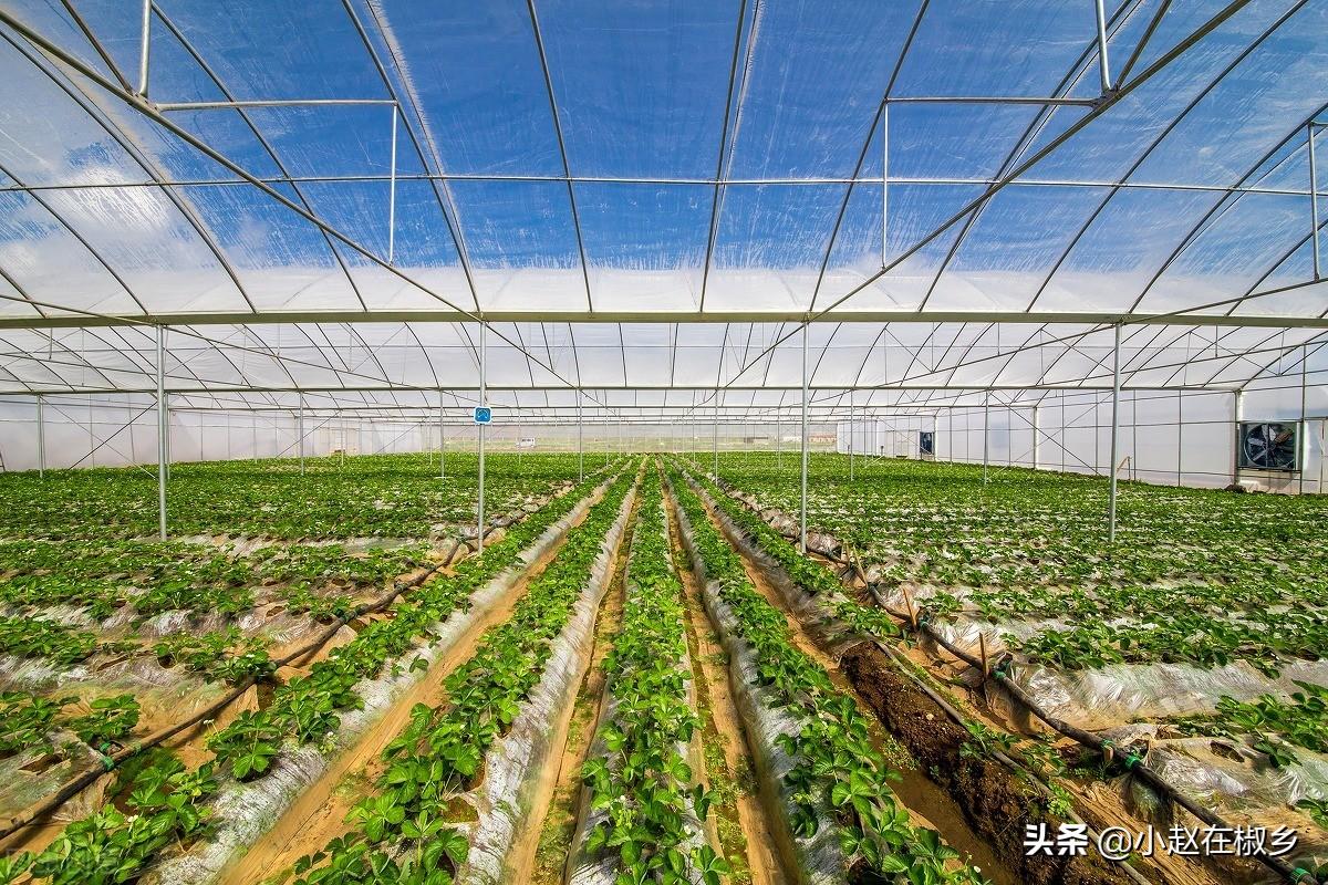 思麻兔养殖技术_麻辢兔丁_麻辨兔的做法