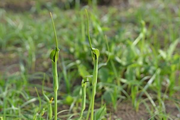 室内半夏种植技术_室内种植半夏技术要点_半夏室内种植技巧