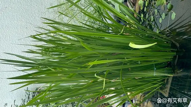 唐菖蒲种植技术_种植唐菖蒲致富_致富种植唐菖蒲图片