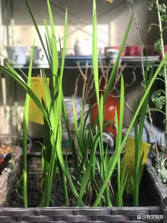 唐菖蒲种植技术_种植唐菖蒲致富_致富种植唐菖蒲图片