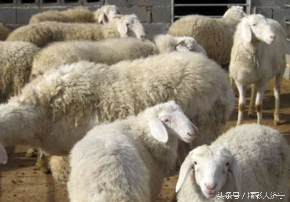 麻辢兔丁_麻辨兔的做法_思麻兔养殖技术