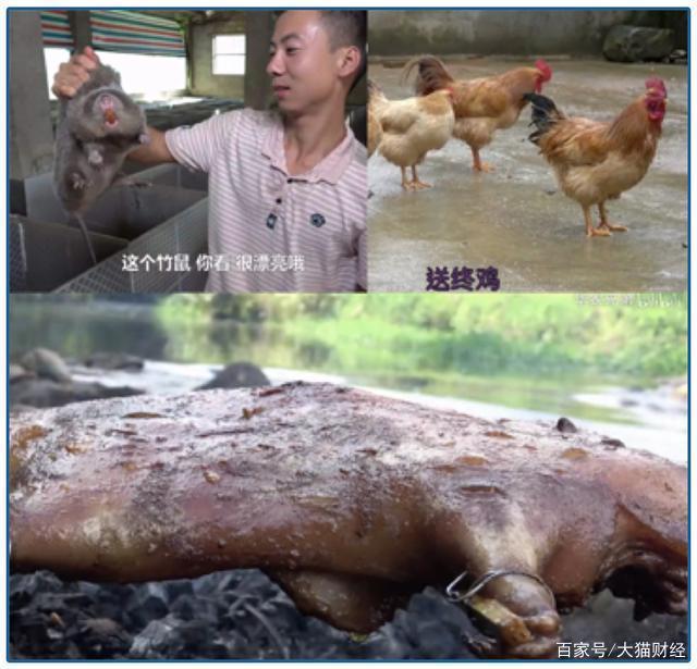 视频致富经_央视致富经果子狸视频_果子哥哥方言搞笑视频