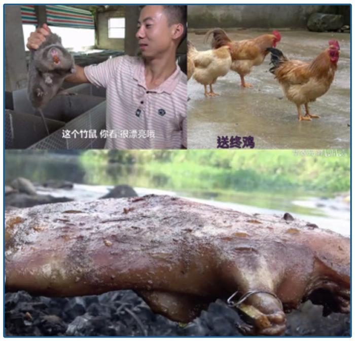 果子哥哥动物搞笑视频_视频致富经_央视致富经果子狸视频
