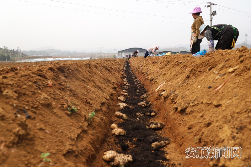 沈阳怎样种植_沈阳种植致富_沈阳种植什么农作物