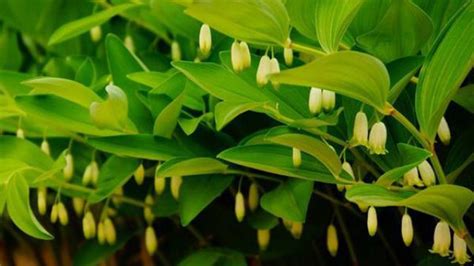 玉竹种植技术(玉竹种植技术和方法)