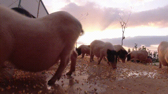 致富经香猪养殖_香猪养殖致富经_致富养殖香猪视频