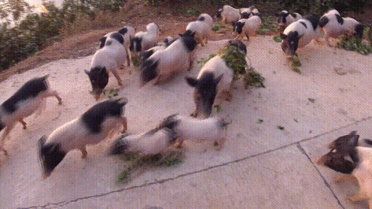 致富经香猪养殖_香猪养殖致富经_致富养殖香猪视频