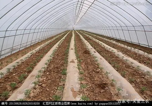 大棚种植养殖致富_大棚养殖什么赚钱_大棚养殖什么利润高