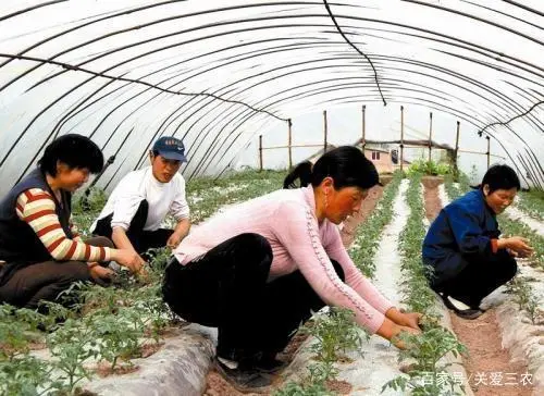 大棚种植养殖致富_大棚养殖什么利润高_大棚养殖什么赚钱