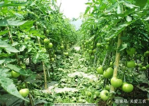 大棚种植养殖致富_大棚养殖什么利润高_大棚养殖什么赚钱