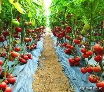 大棚种植养殖致富_大棚养殖什么利润高_大棚养殖什么赚钱