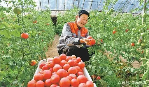 大棚养殖什么赚钱_大棚种植养殖致富_大棚养殖什么利润高