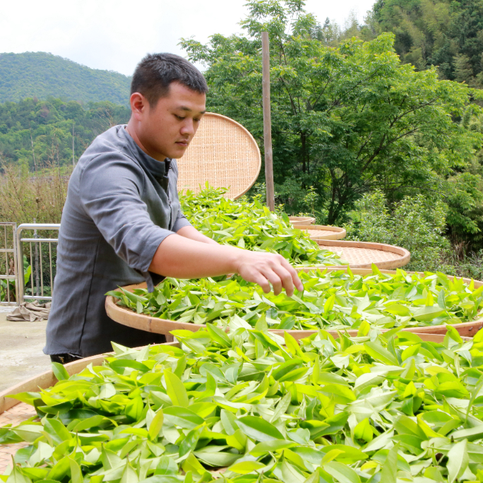 水仙种植_水仙种植致富_水仙种植技术