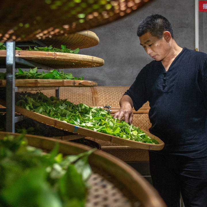 水仙种植_水仙种植技术_水仙种植致富