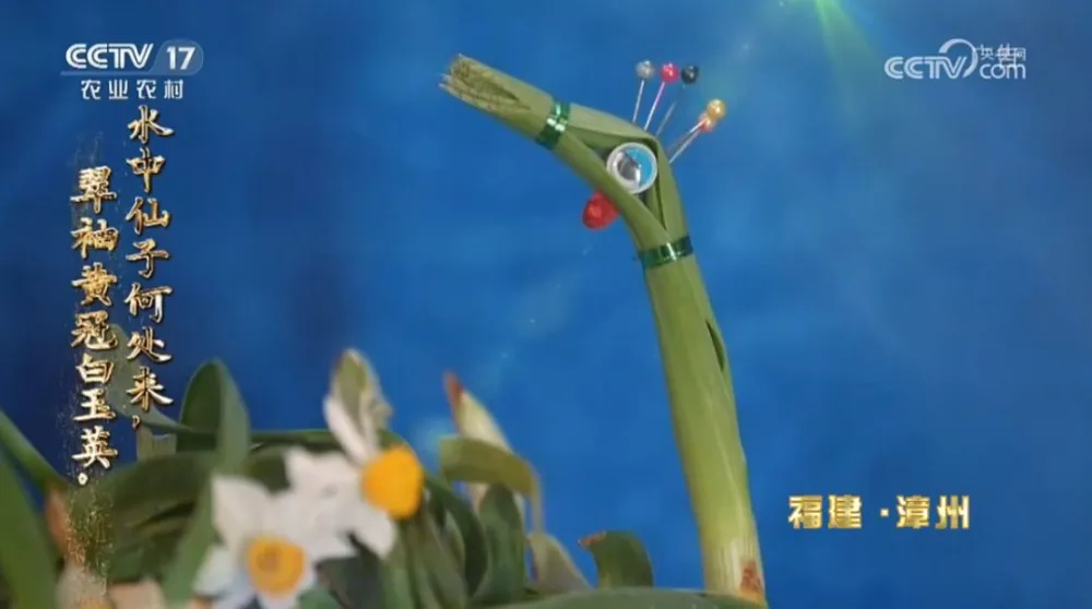致富水仙种植视频_水仙种植致富_水仙种植