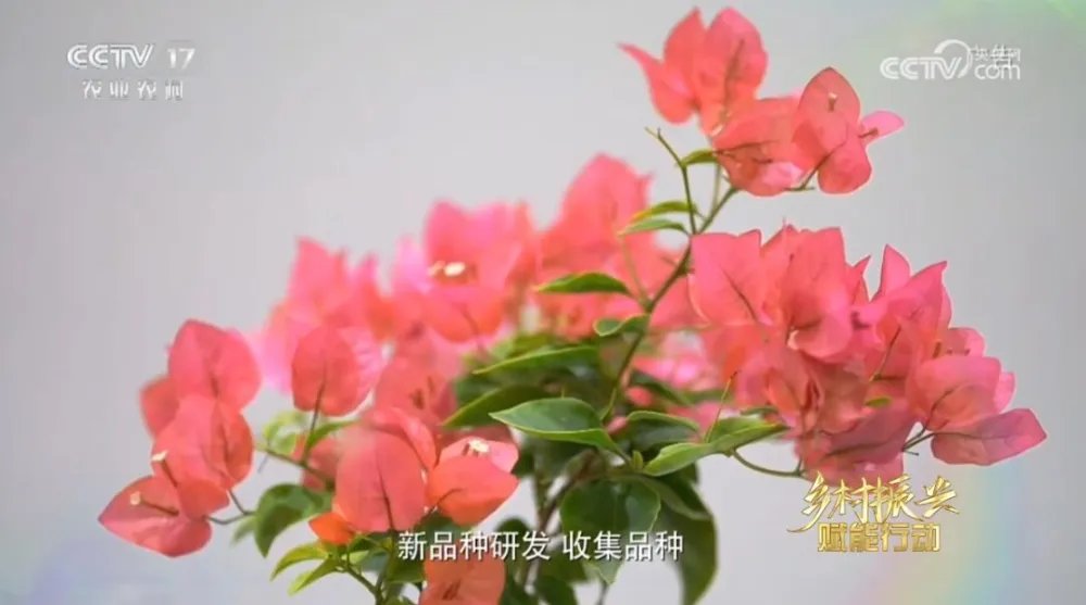 致富水仙种植视频_水仙种植_水仙种植致富