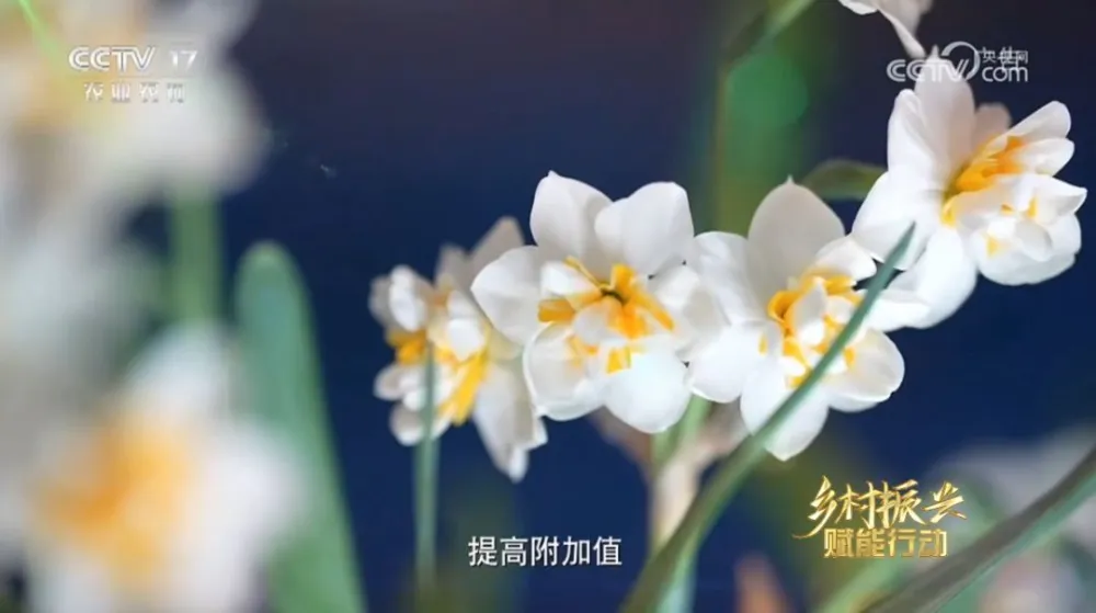 致富水仙种植视频_水仙种植致富_水仙种植