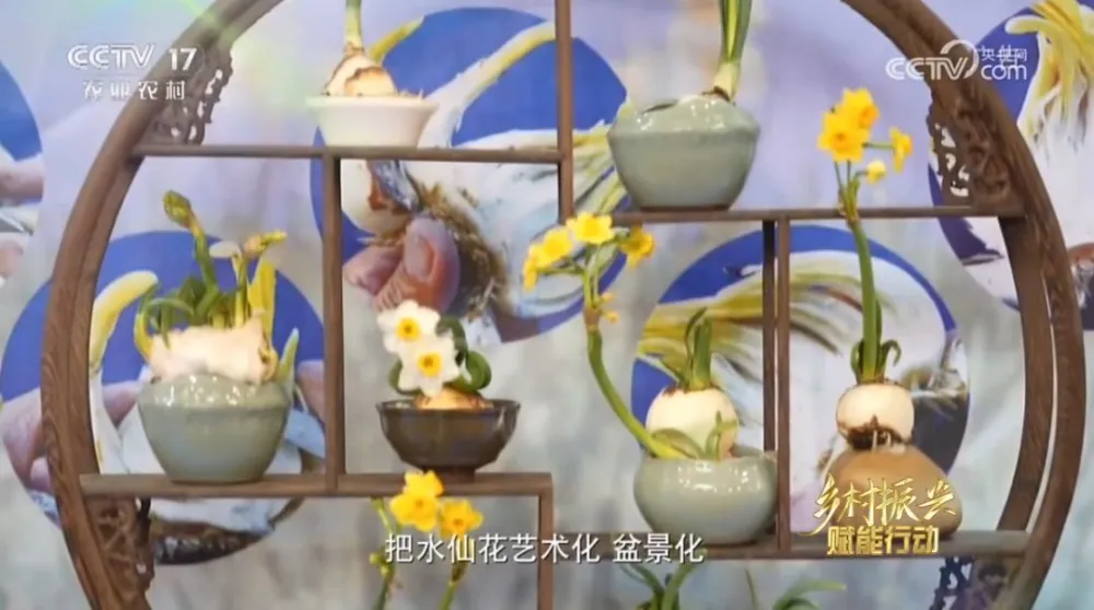 水仙种植_水仙种植致富_致富水仙种植视频