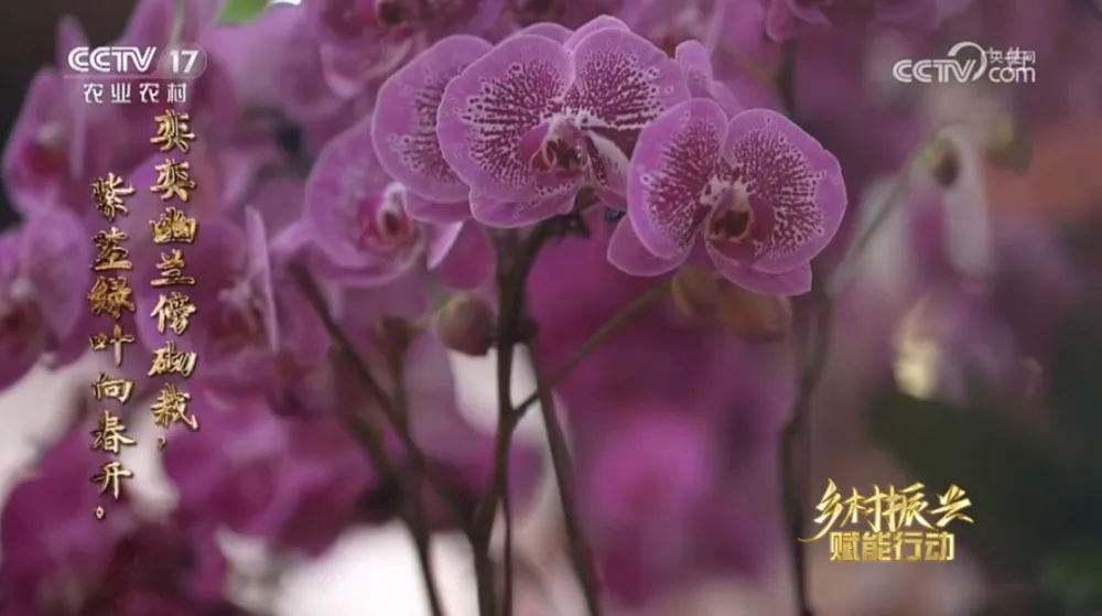 水仙种植致富_水仙种植_致富水仙种植视频