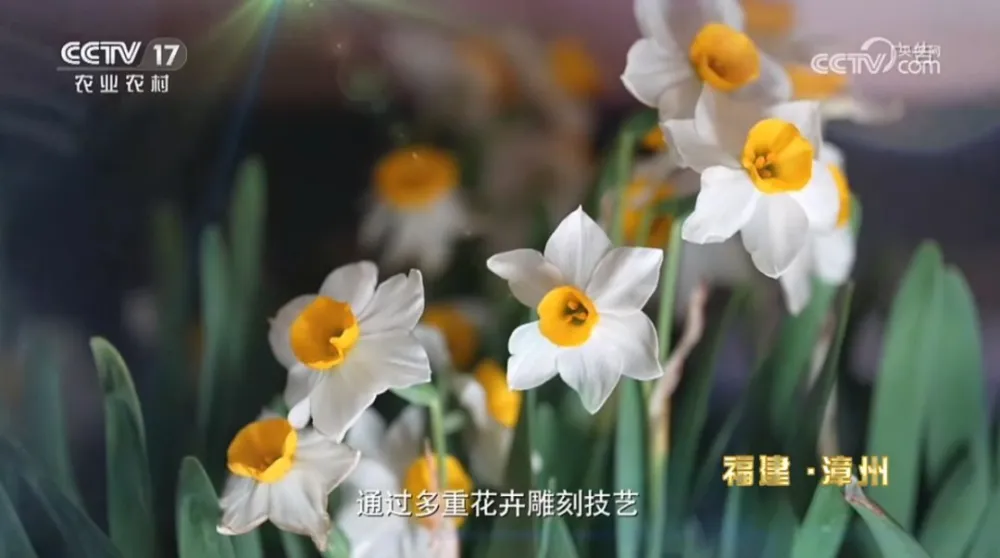 致富水仙种植视频_水仙种植致富_水仙种植