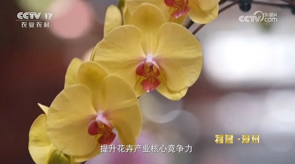水仙种植_水仙种植致富_致富水仙种植视频