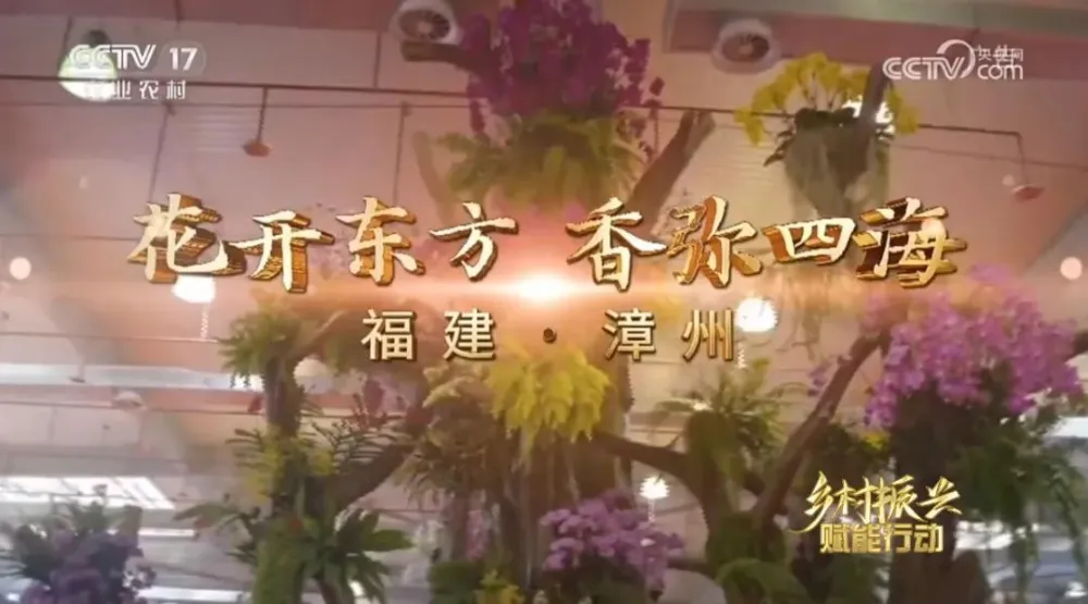 水仙种植_水仙种植致富_致富水仙种植视频