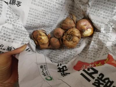 致富种植唐菖蒲视频_种植唐菖蒲致富_致富种植唐菖蒲怎么样