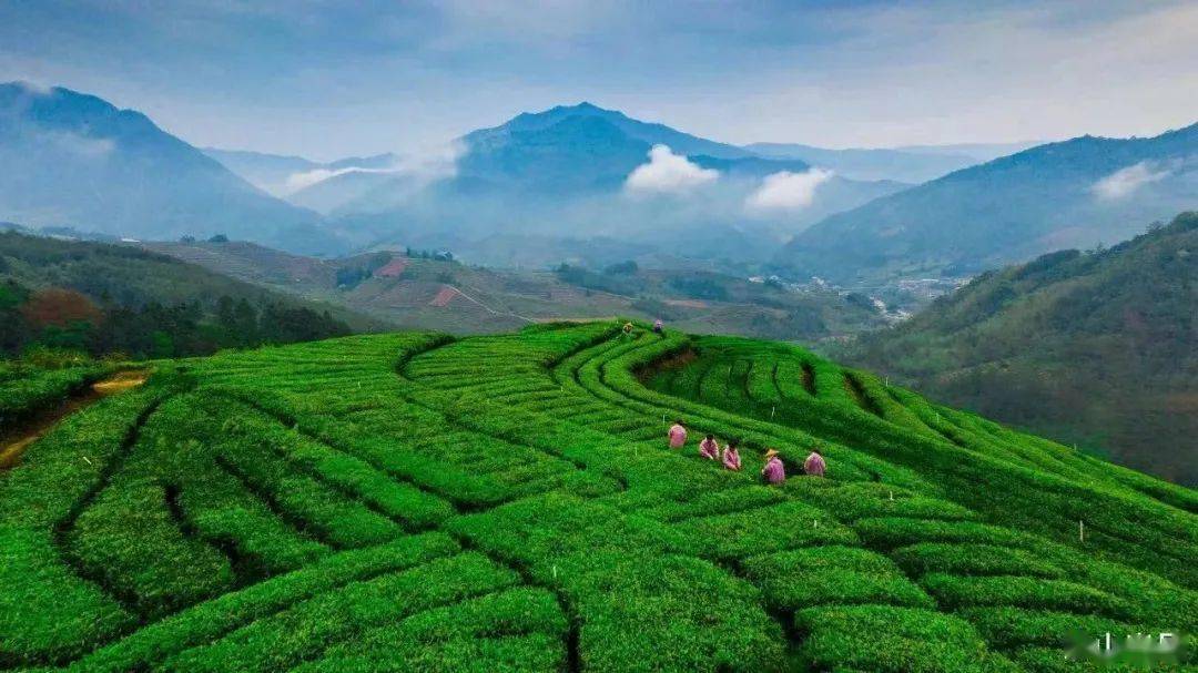 打卡漳平 | 漳平风物——漳平水仙茶 第17期