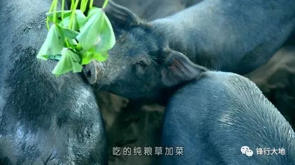 致富经阳海林_致富经李海林_李海洋致富经