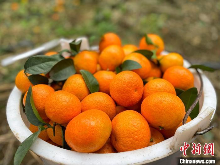 致富种植桔砂糖怎么样_砂糖橘子种植_种植砂糖桔致富