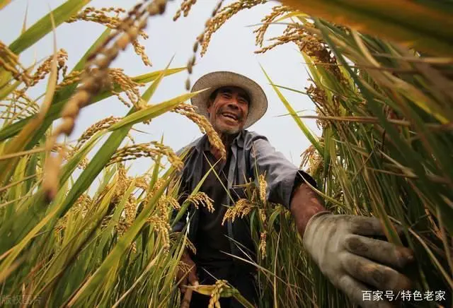 种植彩稻致富_种植彩稻的成本与利润_稻草致富